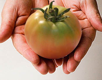 Tomates de Tomates Lola